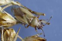 Cymus melanocephalus