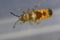 Ischnodemus sabuleti