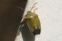 Piezodorus lituratus