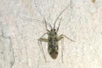 Phytocoris tiliae