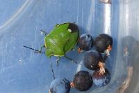 Chlorochroa juniperina