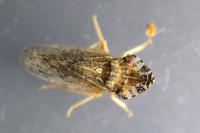 Eupelix cuspidata
