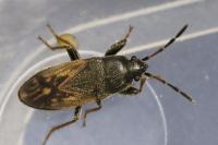 Megalonotus sabulicola