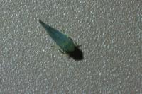 Fieberiella florii