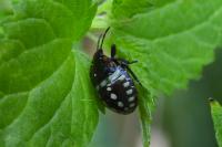 Nezara viridula