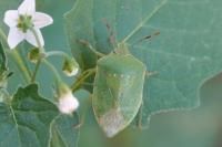 Nezara viridula