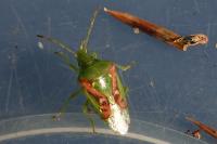 Cyphostethus tristriatus
