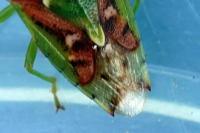 Cyphostethus tristriatus