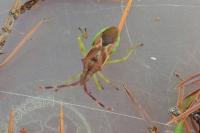 Gonocerus juniperi