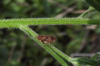 Philaenus spumarius