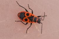Pyrrhocoris apterus