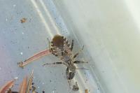 Coranus griseus