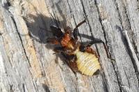 Rhynocoris annulatus
