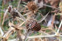 Graphosoma italicum
