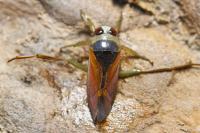 Notonecta glauca