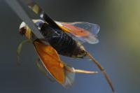 Notonecta glauca
