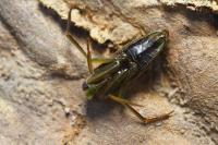 Notonecta glauca