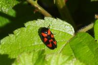 Cercopis vulnerata