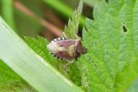 Dolycoris baccarum