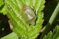 Palomena prasina