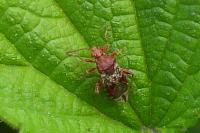 Rhopalus subrufus