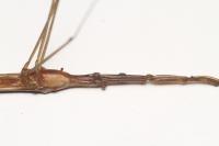 Ranatra linearis
