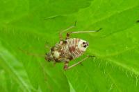 Rhabdomiris striatellus