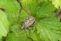 Rhaphigaster nebulosa