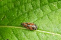 Haematoloma dorsata