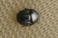 Thyreocoris scarabaeoides