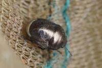 Thyreocoris scarabaeoides