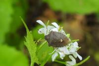 Peribalus strictus
