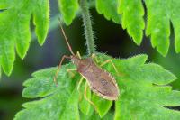 Gonocerus acuteangulatus