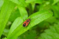 Melanocoryphus albomaculatus