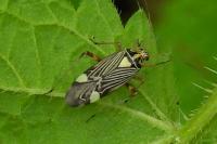 Rhabdomiris striatellus