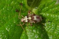 Rhabdomiris striatellus