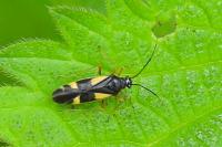 Dryophilocoris flavoquadrimaculatus