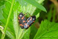 Cercopis intermedia