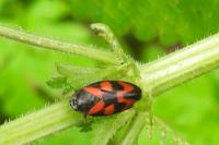 Cercopis vulnerata