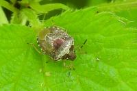 Stagonomus venustissimus