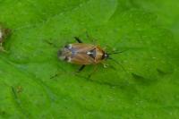 Harpocera thoracica