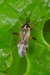 Harpocera thoracica