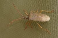 Gonocerus acuteangulatus