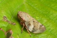 Aphrophora alni