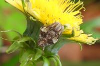 Issus coleoptratus