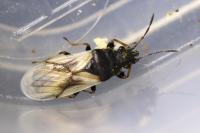 Metopoplax ditomoides