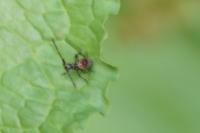 Coreus marginatus