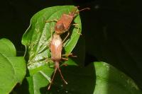 Gonocerus acuteangulatus