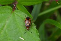 Deraeocoris ruber