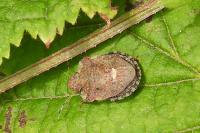 Dyroderes umbraculatus